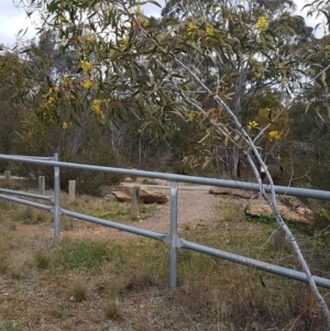 Acacia pycnantha at Queanbeyan West, NSW - 16 Aug 2020