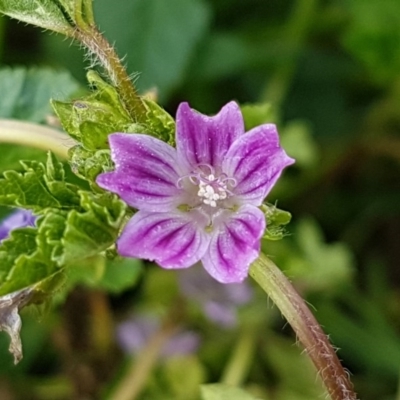 Malva neglecta (Dwarf Mallow) at Queanbeyan, NSW - 16 Aug 2020 by trevorpreston