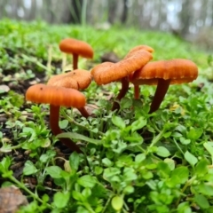 Unidentified Fungus at Denman Prospect, ACT - 15 Aug 2020 by AaronClausen