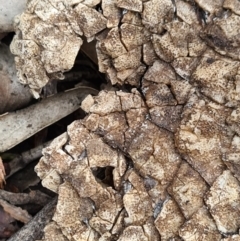 Tiliqua rugosa at Denman Prospect, ACT - 16 Aug 2020