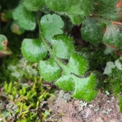 Asplenium subglandulosum (Blanket Fern) at Denman Prospect, ACT - 16 Aug 2020 by AaronClausen