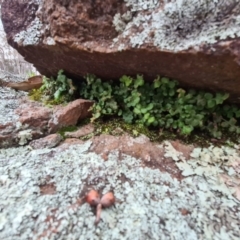 Pleurosorus rutifolius at Denman Prospect, ACT - 16 Aug 2020