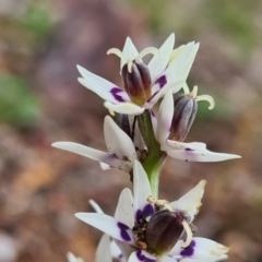 Wurmbea dioica subsp. dioica (Early Nancy) at Denman Prospect, ACT - 15 Aug 2020 by AaronClausen