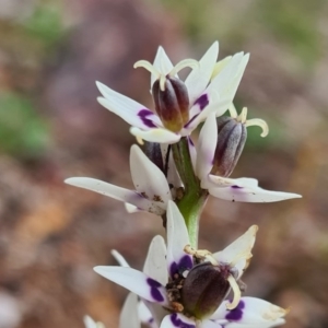 Wurmbea dioica subsp. dioica at Denman Prospect, ACT - 16 Aug 2020