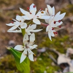 Wurmbea dioica subsp. dioica at Denman Prospect, ACT - 16 Aug 2020