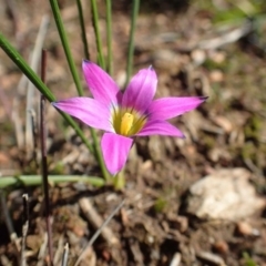 Romulea rosea var. australis (Onion Grass) at O'Connor, ACT - 15 Aug 2020 by RWPurdie