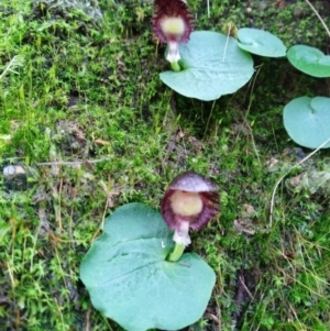 Corysanthes grumula at suppressed - 16 Aug 2020