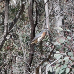 Cacomantis flabelliformis (Fan-tailed Cuckoo) at O'Connor, ACT - 16 Aug 2020 by ConBoekel