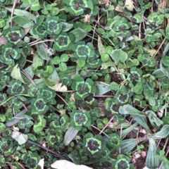 Trifolium sp. (Clover) at Garran, ACT - 16 Aug 2020 by ruthkerruish
