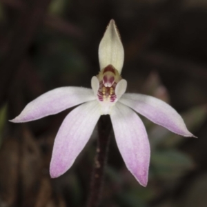 Caladenia fuscata at Downer, ACT - suppressed