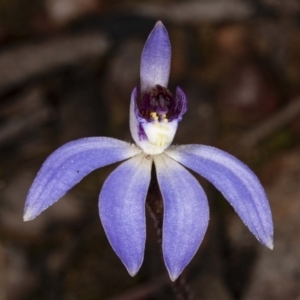 Cyanicula caerulea at Downer, ACT - 16 Aug 2020