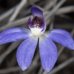 Cyanicula caerulea at Downer, ACT - suppressed