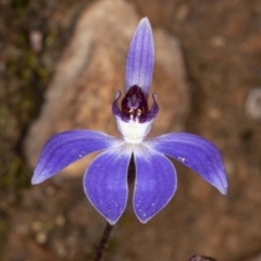 Cyanicula caerulea at Downer, ACT - suppressed