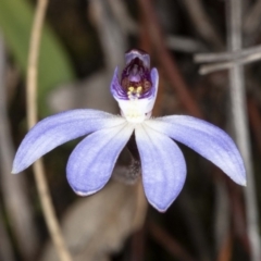 Cyanicula caerulea at Downer, ACT - suppressed