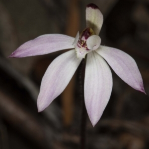 Caladenia fuscata at Downer, ACT - suppressed