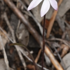 Caladenia fuscata at Downer, ACT - suppressed