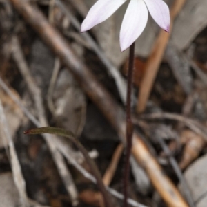 Caladenia fuscata at Downer, ACT - suppressed