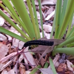 Apina callisto (Pasture Day Moth) at Weston, ACT - 15 Aug 2020 by AliceH