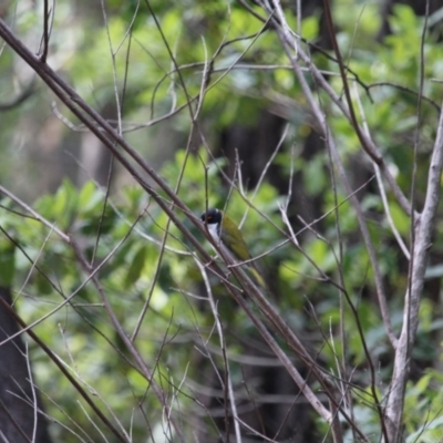 Melithreptus lunatus (White-naped Honeyeater) at South Wolumla, NSW - 13 Aug 2020 by RossMannell