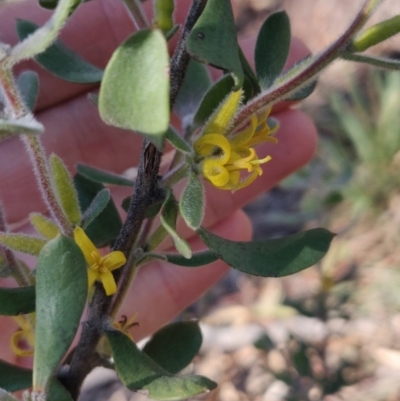 Persoonia rigida (Hairy Geebung) at Bruce, ACT - 31 Jul 2020 by Coggo