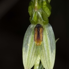 Bunochilus umbrinus (ACT) = Pterostylis umbrina (NSW) (Broad-sepaled Leafy Greenhood) by DerekC