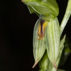 Bunochilus umbrinus (ACT) = Pterostylis umbrina (NSW) at suppressed - suppressed