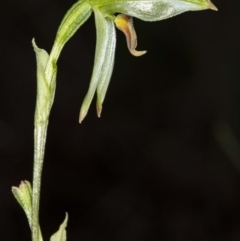 Bunochilus umbrinus (ACT) = Pterostylis umbrina (NSW) at suppressed - suppressed