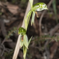 Bunochilus umbrinus (ACT) = Pterostylis umbrina (NSW) at suppressed - suppressed