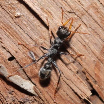 Myrmecia sp. (genus) (Bull ant or Jack Jumper) at Downer, ACT - 14 Aug 2020 by TimL