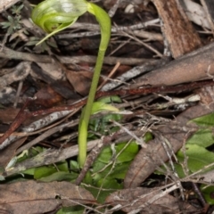 Pterostylis nutans (Nodding Greenhood) at Molonglo Valley, ACT - 16 Aug 2020 by DerekC