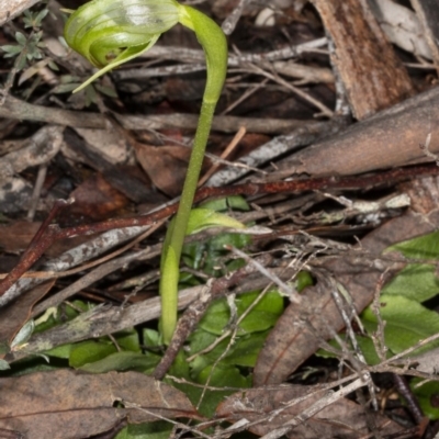 Pterostylis nutans (Nodding Greenhood) at Point 5204 - 16 Aug 2020 by DerekC