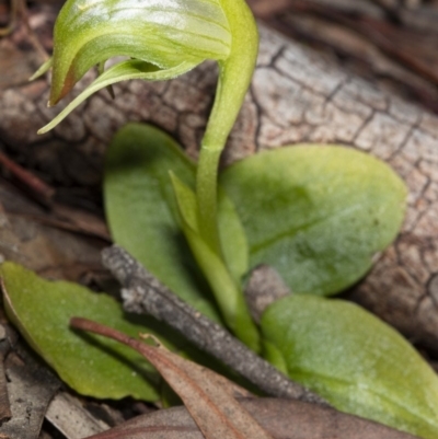 Pterostylis nutans (Nodding Greenhood) at Point 5204 - 16 Aug 2020 by DerekC