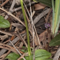 Pterostylis nutans (Nodding Greenhood) at Molonglo Valley, ACT - 16 Aug 2020 by DerekC