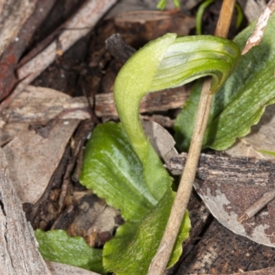 Pterostylis nutans (Nodding Greenhood) at Downer, ACT - 16 Aug 2020 by DerekC