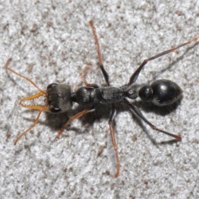 Myrmecia sp., pilosula-group (Jack jumper) at Acton, ACT - 14 Aug 2020 by TimL