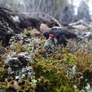 Cladonia sp. (genus) at Carwoola, NSW - 16 Aug 2020