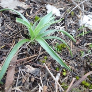 Luzula sp. at Carwoola, NSW - 16 Aug 2020