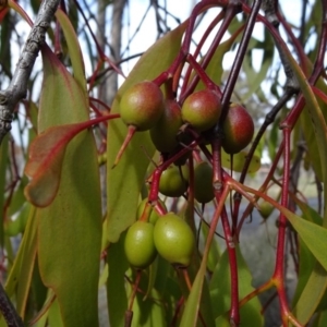 Amyema miquelii at Carwoola, NSW - 16 Aug 2020