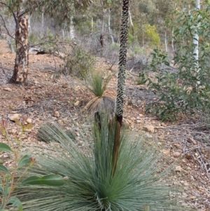 Xanthorrhoea glauca subsp. angustifolia at Kambah, ACT - suppressed
