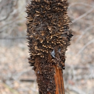 Xanthorrhoea glauca subsp. angustifolia at Kambah, ACT - 16 Aug 2020