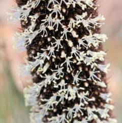 Xanthorrhoea glauca subsp. angustifolia at Kambah, ACT - suppressed