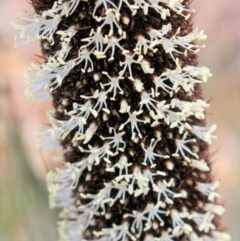 Xanthorrhoea glauca subsp. angustifolia at Kambah, ACT - 16 Aug 2020