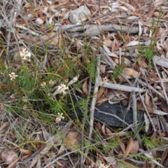 Stackhousia monogyna (Creamy Candles) at Lower Cotter Catchment - 16 Aug 2020 by Sarah2019