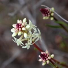 Stackhousia monogyna at Cotter River, ACT - 16 Aug 2020 03:30 PM