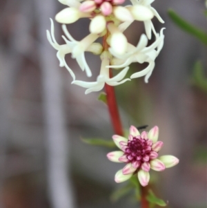 Stackhousia monogyna at Cotter River, ACT - 16 Aug 2020 03:30 PM