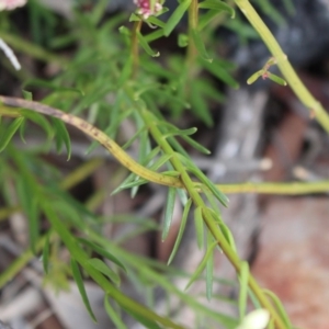 Stackhousia monogyna at Cotter River, ACT - 16 Aug 2020 03:30 PM