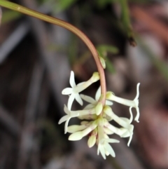 Stackhousia monogyna at Cotter River, ACT - 16 Aug 2020 03:30 PM