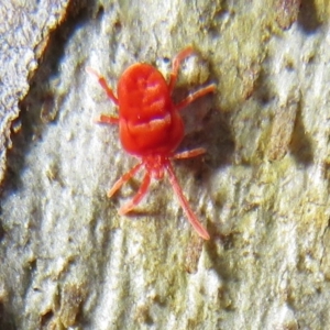 Trombidiidae (family) at Acton, ACT - 14 Aug 2020 12:21 PM