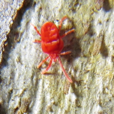 Trombidiidae (family) (Red velvet mite) at ANBG - 14 Aug 2020 by Christine