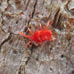 Trombidiidae (family) at Acton, ACT - 14 Aug 2020 12:21 PM